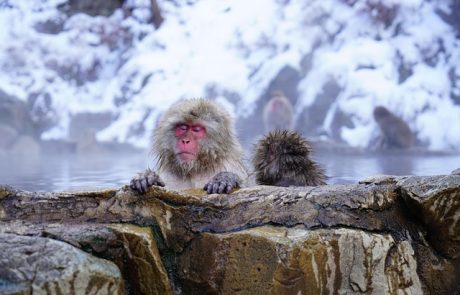5 בתי מלון עם מרחצאות חמים ביפן: החוויה שתשדרג לכם את הטיול